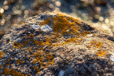 Lichen taşın üstünde