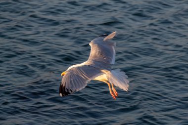 Gökyüzünde martı