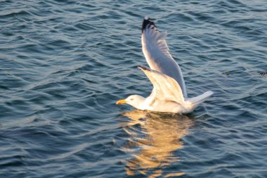 Gökyüzünde martı