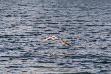 Gökyüzünde martı