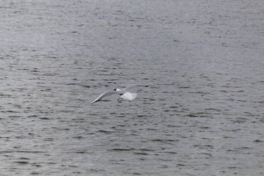 su üzerinde uçan martı