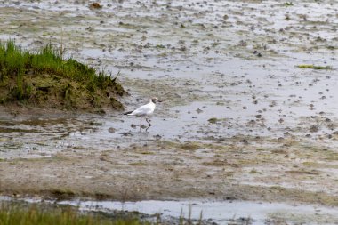 Kumsalda beyaz balıkçıl