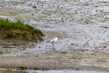 Kumsalda beyaz balıkçıl