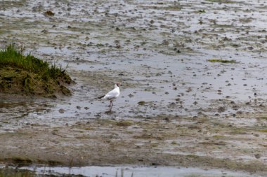 Kumsalda beyaz balıkçıl