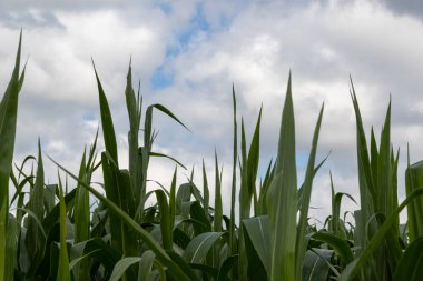 Mavi gökyüzüne karşı yeşil çimen