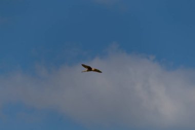 Osprey gökyüzünde