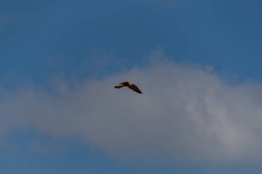 Osprey gökyüzünde