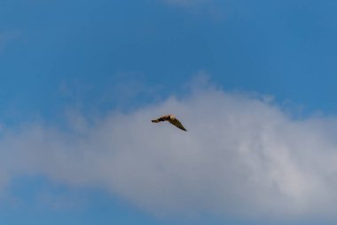 Osprey gökyüzünde