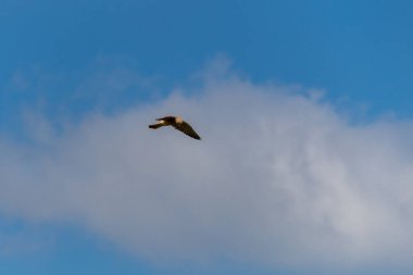 Osprey gökyüzünde