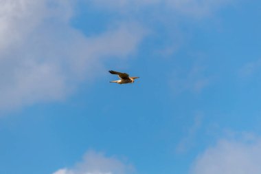 Osprey gökyüzünde