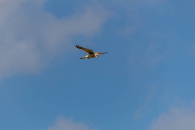 Osprey gökyüzünde