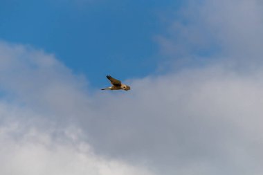 Osprey gökyüzünde