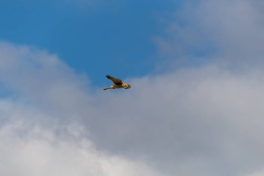 Osprey gökyüzünde