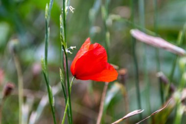 Kırmızı haşhaş tarlada