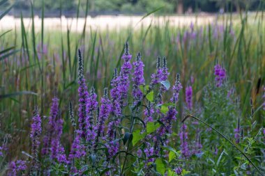 Tarlada lavanta çiçekleri