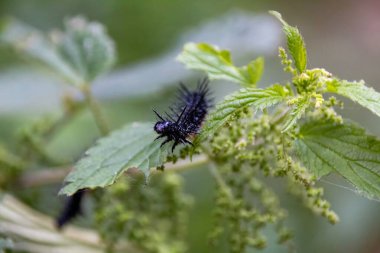 Yaprağın üzerinde tırtıl