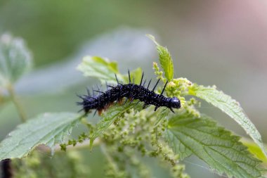 Yaprağın üzerinde tırtıl