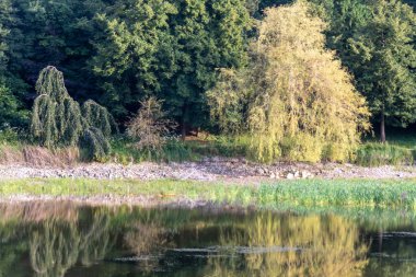 Göldeki ağaçların yansıması