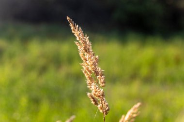 Buğday kulaklarını kapat