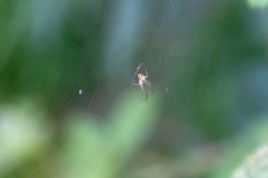 Örümcek ağda