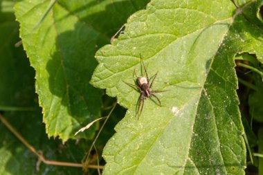 Yaprağın üzerinde bir örümcek