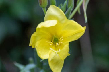 Siyah arkaplanda sarı çiçek