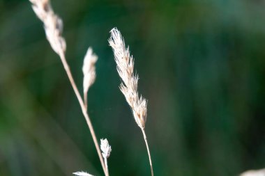 Rüzgarda buğday kulakları