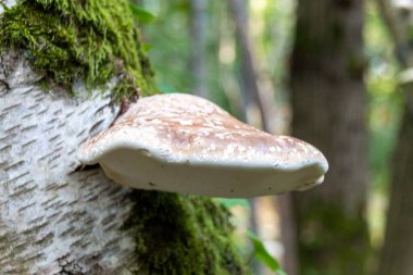 bir ağaç üzerinde mantar