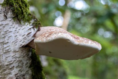 bir ağaç üzerinde mantar