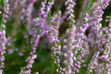 Lavanta çiçeklerini kapatın.