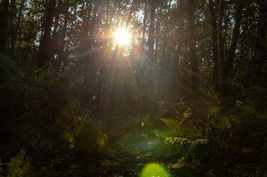 Güneş ışınları orman yoluyla