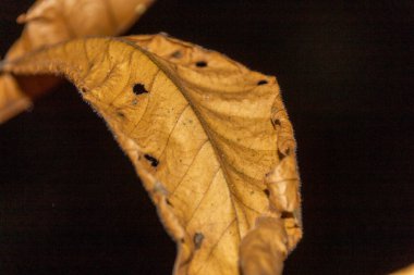 Ağaçtaki kuru yaprakları kapat.