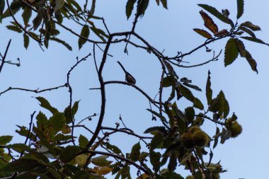 Mavi gökyüzü olan bir ağacın dalları