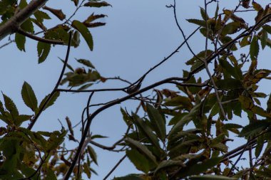 Mavi gökyüzü olan bir ağacın dalları