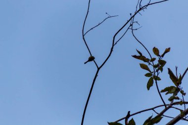 Mavi gökyüzü olan bir ağacın dalları