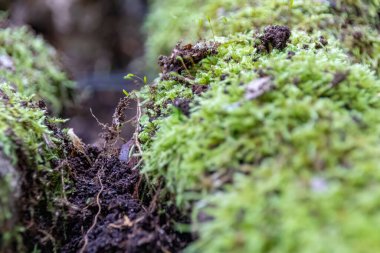 Kayaların üzerinde yosun