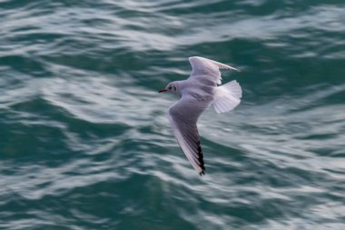 Martı denizde uçuyor.
