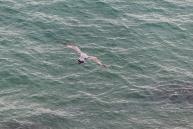 Martı denizde uçuyor.