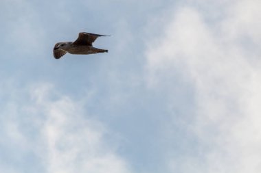 Gökyüzünde martı