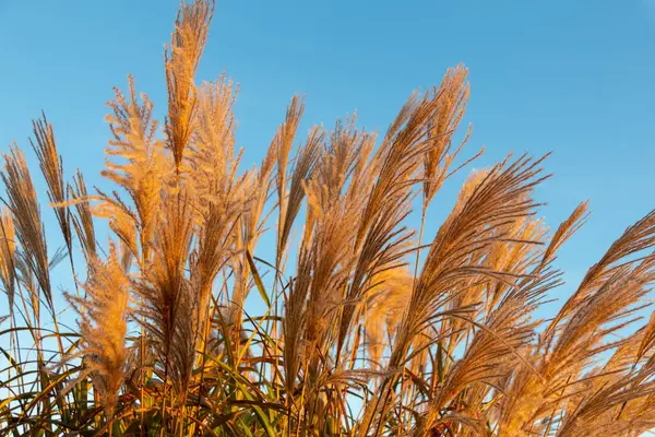 Mavi gökyüzüne karşı Reed