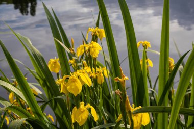 Çimenler ve çiçekler gölde