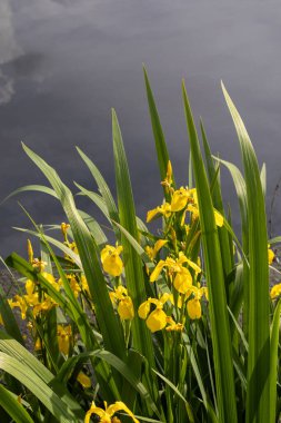 Çimenler ve çiçekler gölde