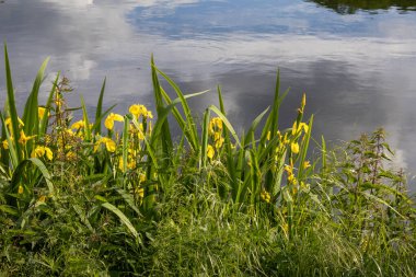 Çimenler ve çiçekler gölde