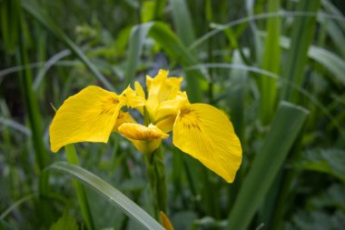Çimenler ve çiçekler gölde