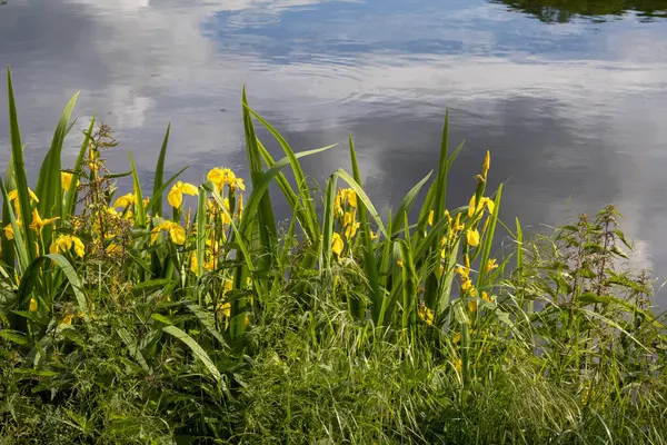 Çimenler ve çiçekler gölde