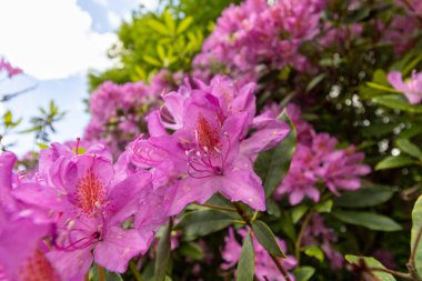 Bahçedeki çiçekler