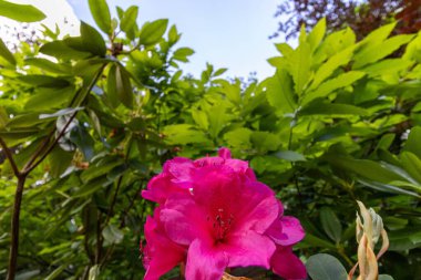 Bahçedeki çiçekler