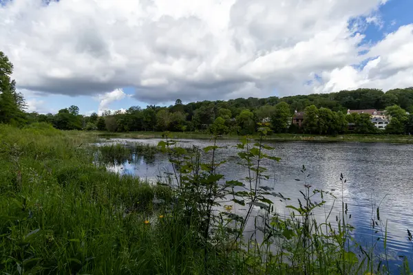 stock image lake in the forest