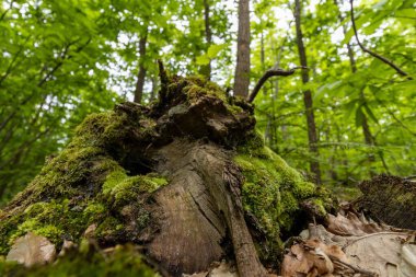 Yosun dolu ağaç gövdesi