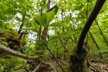 Yosun dolu ağaç gövdesi
